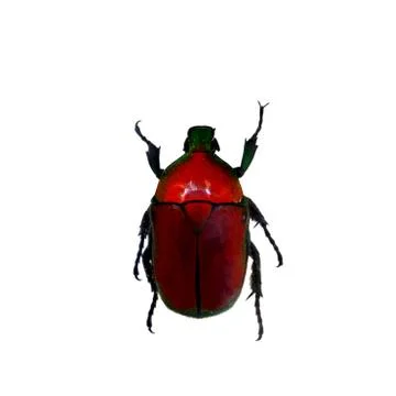 Beetle isolated on white background Stock Photos