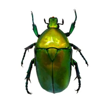 Beetle isolated on white background Stock Photos