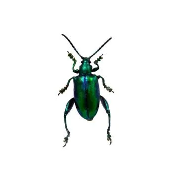 Beetle isolated on white background Stock Photos