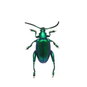 Beetle isolated on white background Stock Photos
