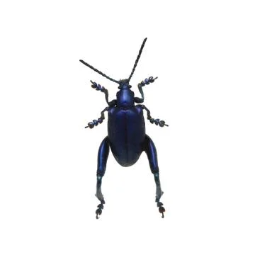 Beetle isolated on white background Stock Photos
