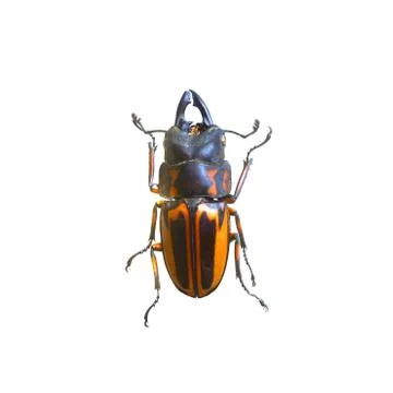 Beetle isolated on white background Stock Photos