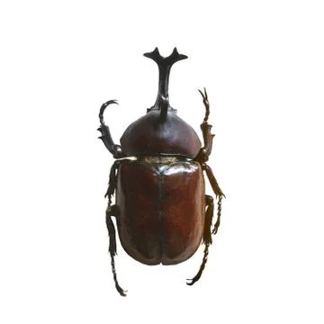 Beetle isolated on white background Stock Photos