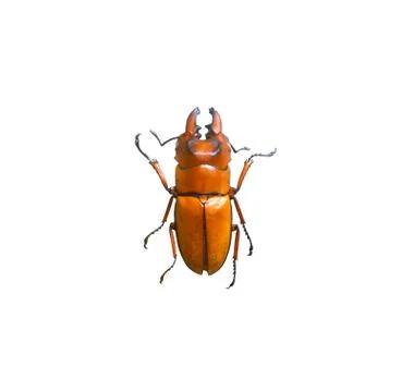 Beetle isolated on white background Stock Photos
