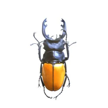 Beetle isolated on white background Foto stock