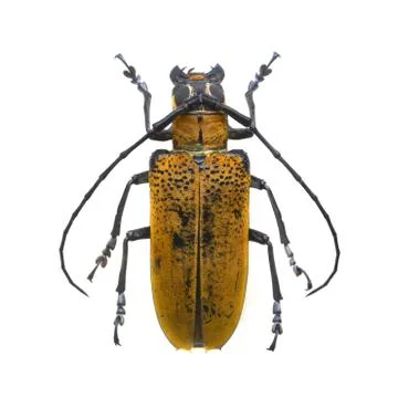 Beetle isolated on white background Foto stock
