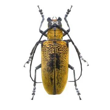 Beetle isolated on white background Stock Photos
