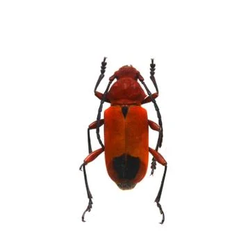 Beetle isolated on white background Stock Photos