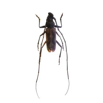 Beetle isolated on white background Foto stock