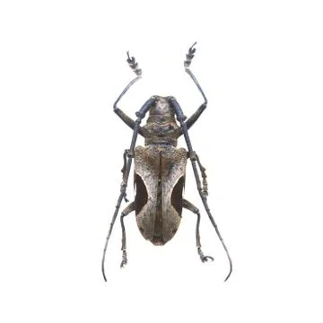 Beetle isolated on white background Stock Photos