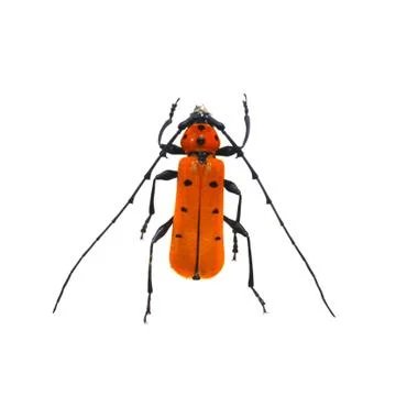 Beetle isolated on white background Foto stock