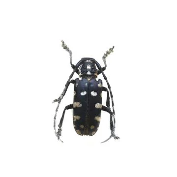 Beetle isolated on white background Stock Photos