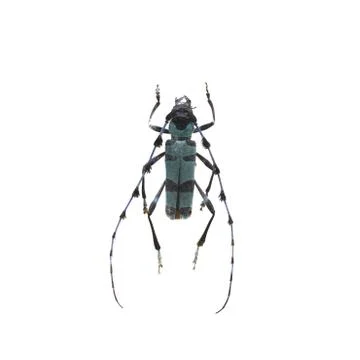 Beetle isolated on white background Stock Photos