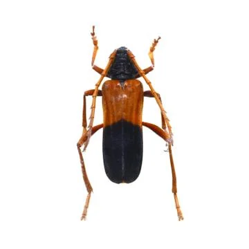Beetle isolated on white background Stock Photos