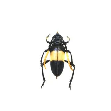 Beetle isolated on white background Foto stock