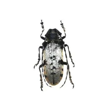 Beetle isolated on white background Stock Photos