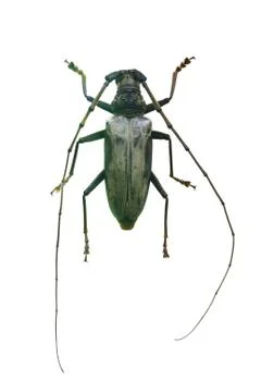 Beetle isolated on white background Stock Photos