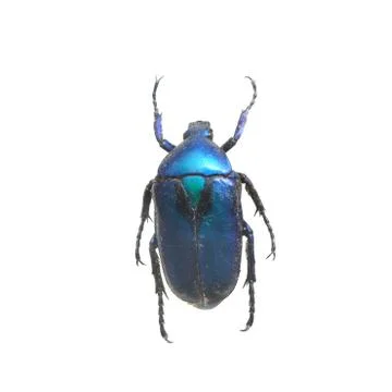 Beetle isolated on white background Stock Photos
