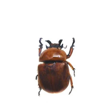 Beetle isolated on white background Stock Photos