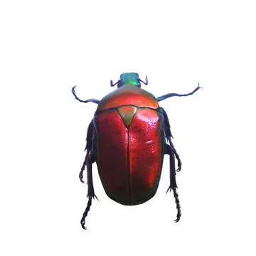 Beetle isolated on white background Stock Photos