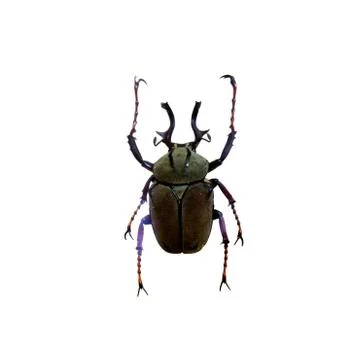 Beetle isolated on white background Stock Photos
