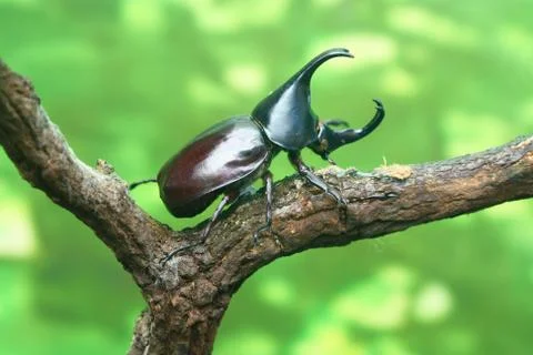Beetle isolated on white background Stock Photos