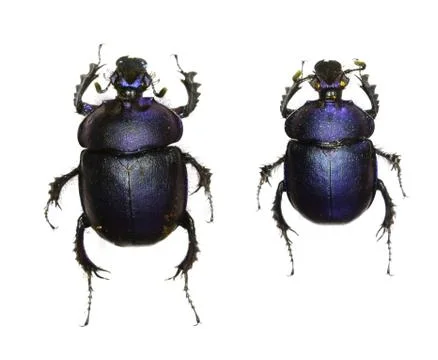 Beetle isolated on white background Stock Photos