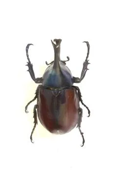 Beetle isolated on white background Foto stock