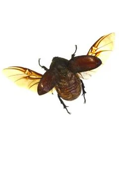 Beetle isolated on white background Stock Photos