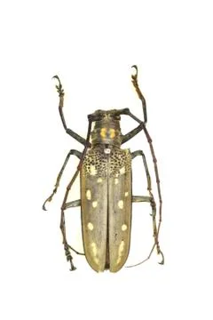 Beetle isolated on white background Stock Photos