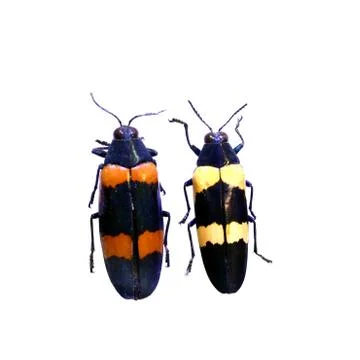 Beetle isolated on white background Stock Photos