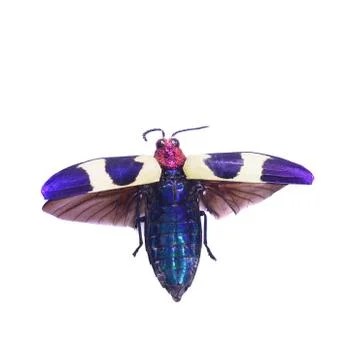 Beetle isolated on white background Stock Photos