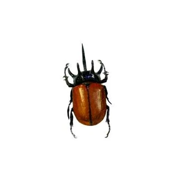Beetle isolated on white background Stock Photos