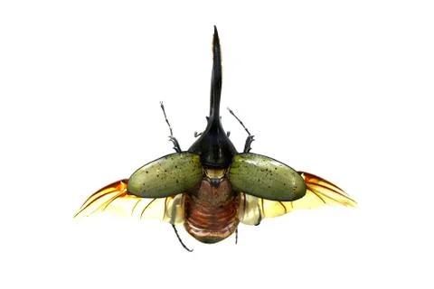 Beetle isolated on white background Stock Photos