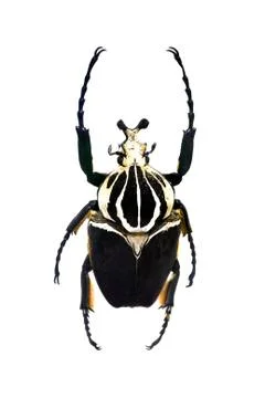 Beetle isolated on white background Stock Photos