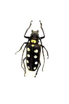 Beetle isolated on white background Stock Photos