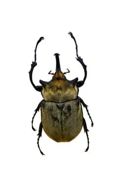 Beetle isolated on white background Stock Photos