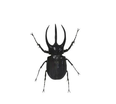 Beetle isolated on white background Stock Photos