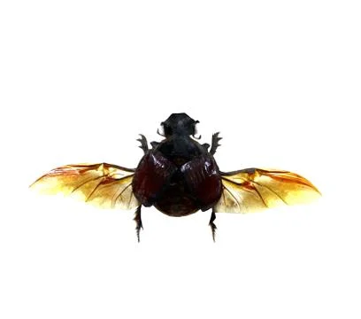 Beetle isolated on white background Stock Photos