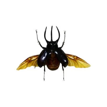 Beetle isolated on white background Stock Photos