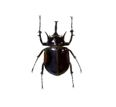 Beetle isolated on white background Stock Photos