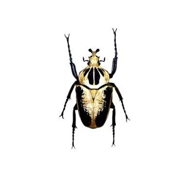 Beetle isolated on white background Stock Photos