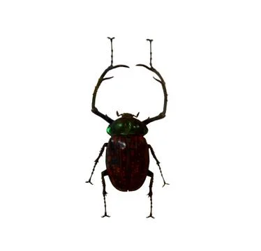 Beetle isolated on white background Stock Photos
