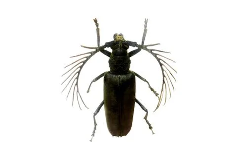 Beetle isolated on white background Stock Photos