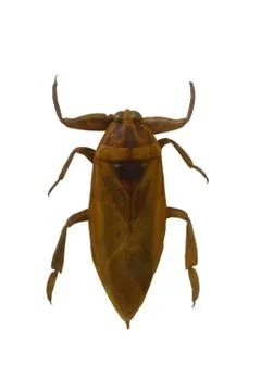Beetle isolated on white background Stock Photos