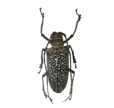 Beetle isolated on white background Stock Photos