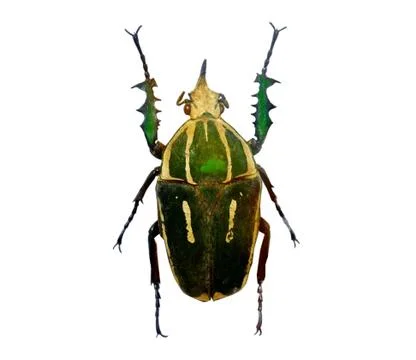 Beetle isolated on white background Stock Photos