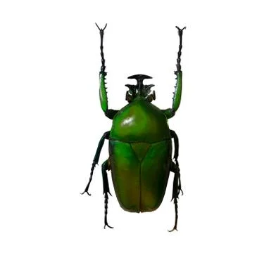 Beetle isolated on white background Stock Photos