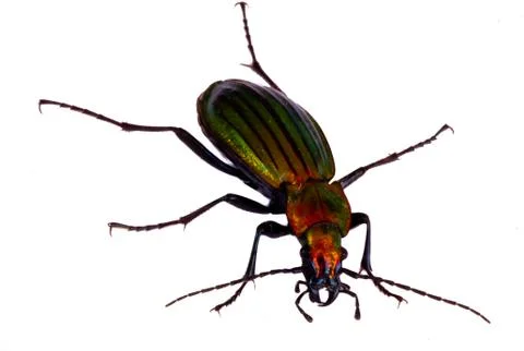 Beetle isolated on white Stock Photos