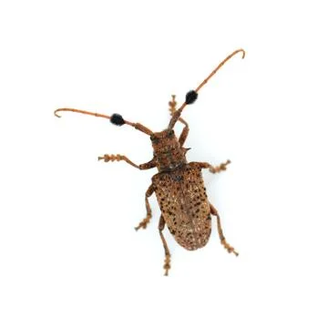 Beetle isolated on white Stock Photos